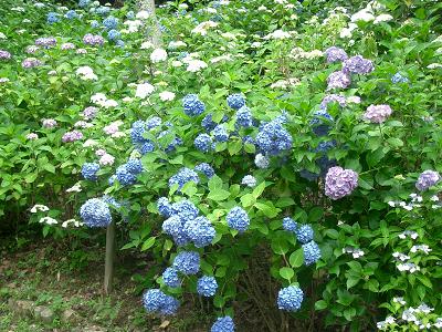 相野あじさい園