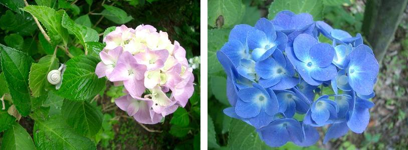 相野あじさい園