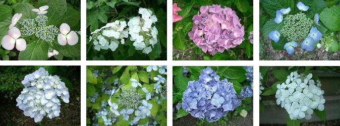 相野あじさい園