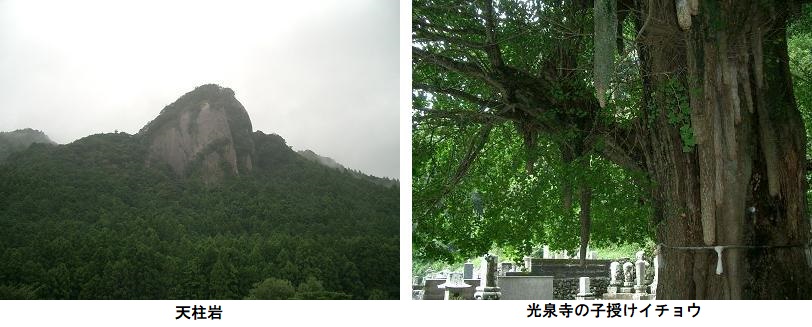 天柱岩・子授けイチョウ