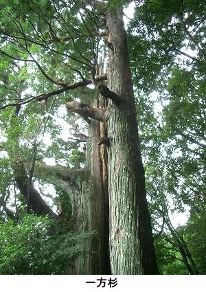 一方杉