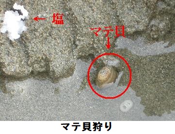 マテ貝狩り