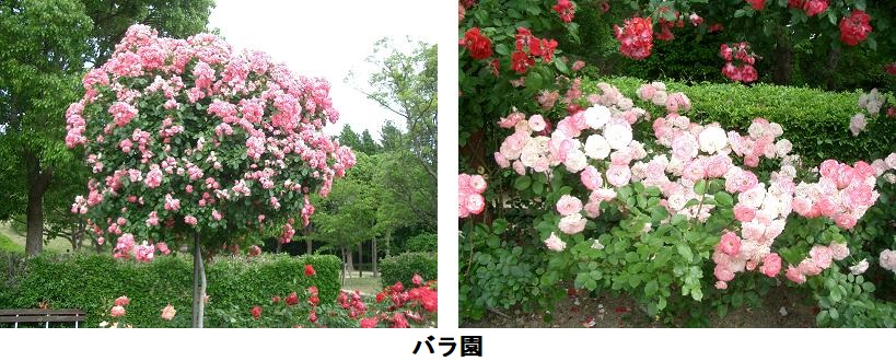 バラ園