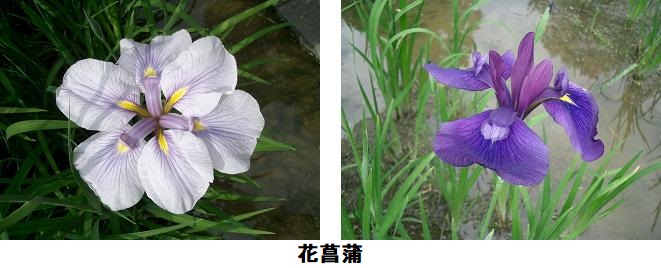 花菖蒲