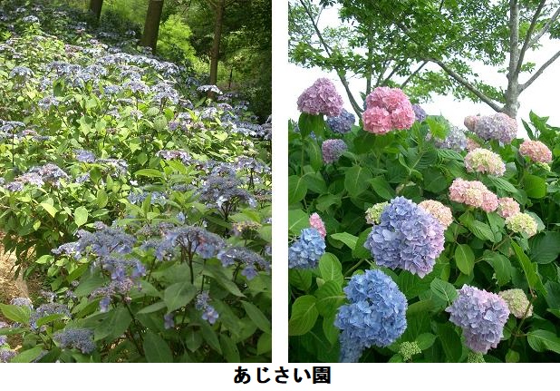 あじさい園