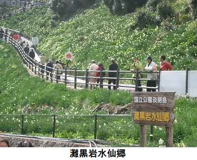 灘黒岩水仙郷