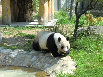 パンダ