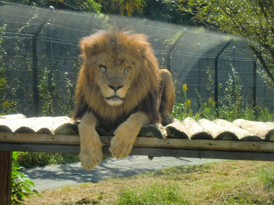 ライオン
