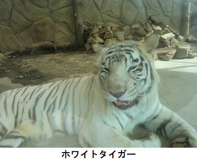 ホワイトタイガー