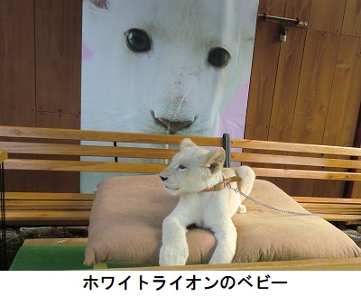 ホワイトライオン