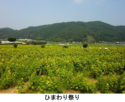 ひまわり祭り