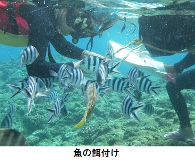 シュノーケリング