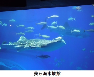 美ら海水族館