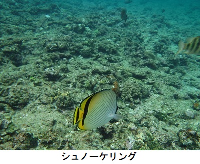 シュノーケリング