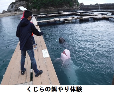 くじらの博物館