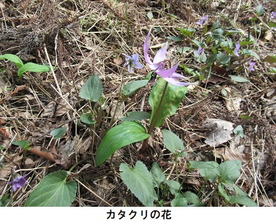 カタクリの花