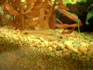 オトシンクルス