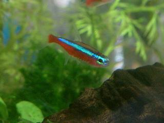 カージナルテトラ