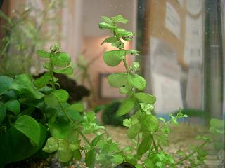 ラージ・パールグラス