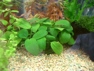 アヌビアス・ナナ