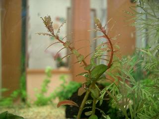 ロタラ・ロトンディフォリア