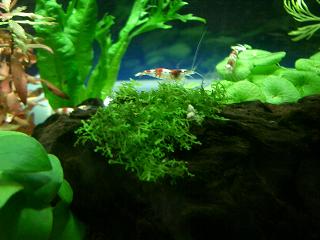 プレミアムモス