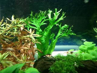 ミクロソリウム