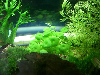 ピグミー・マッシュルーム