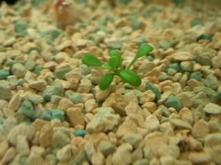 グロッソスティグマ・エラチノイデス