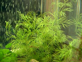 アメリカンスプライト