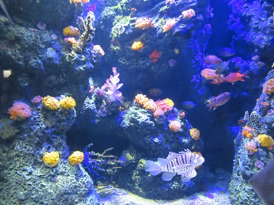 四国水族館