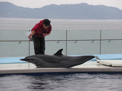 イルカショー