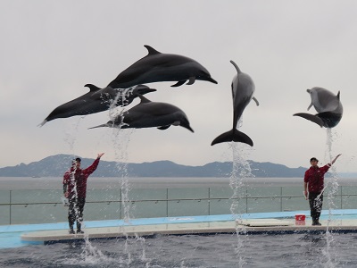 イルカショー