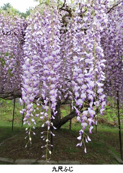 九尺ふじ